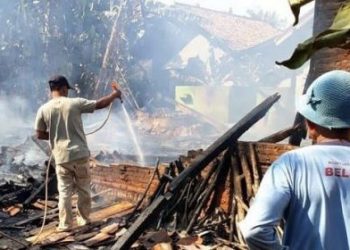 Si Jago Merah Mengamuk, Luluhlantahkan Rumah Muklisun